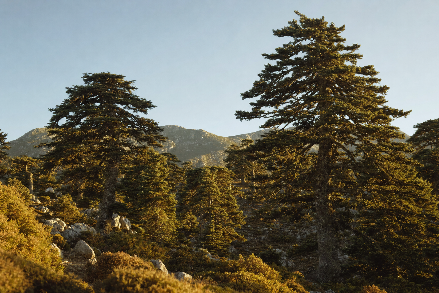 Pinsapos en la Sierra de las Nieves · fotografía final