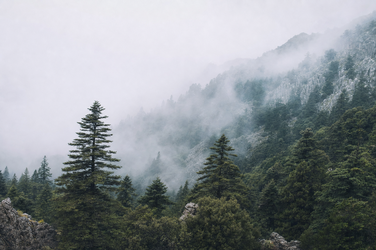 Ladera de pinsapar entre niebla · panorámica